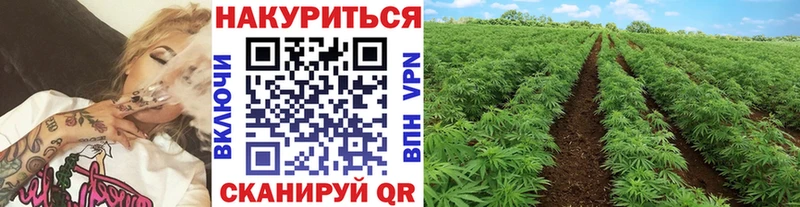 OMG tor это Telegram Шишки марихуана MAZAR Щёкино